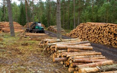 El Programa de Sustentabilidad y Competitividad Forestal licitó obras en tres provincias